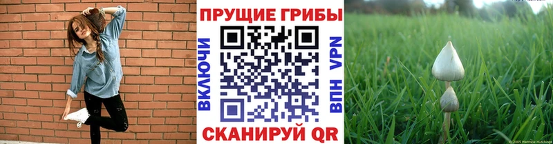 Купить  Ленинск-Кузнецкий  Галлюциногенные грибы Magic Shrooms 